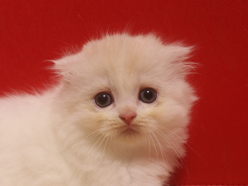 スコティッシュフォールドの子猫画像