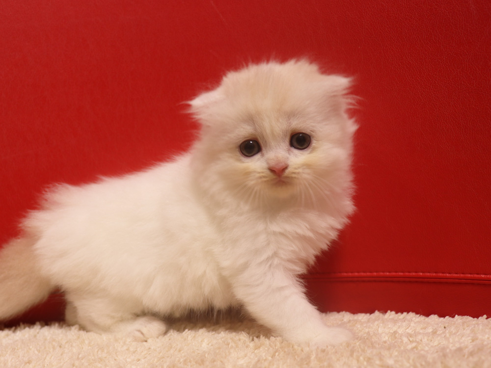 スコティッシュフォールドの子猫画像