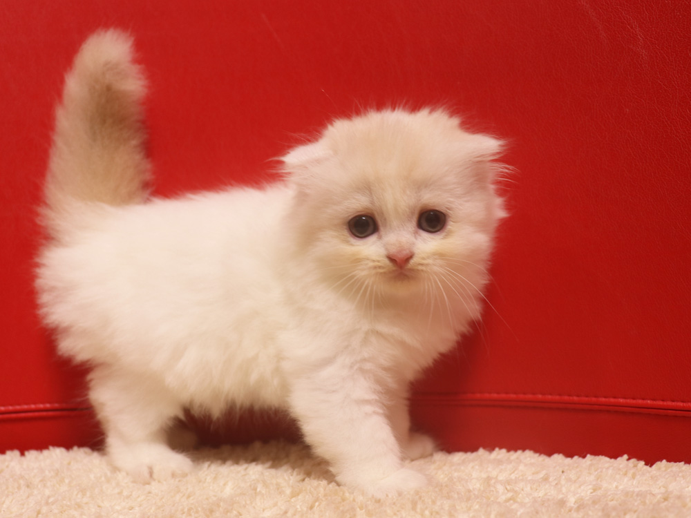 スコティッシュフォールドの子猫画像