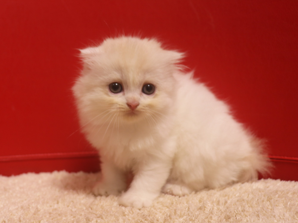 スコティッシュフォールドの子猫画像