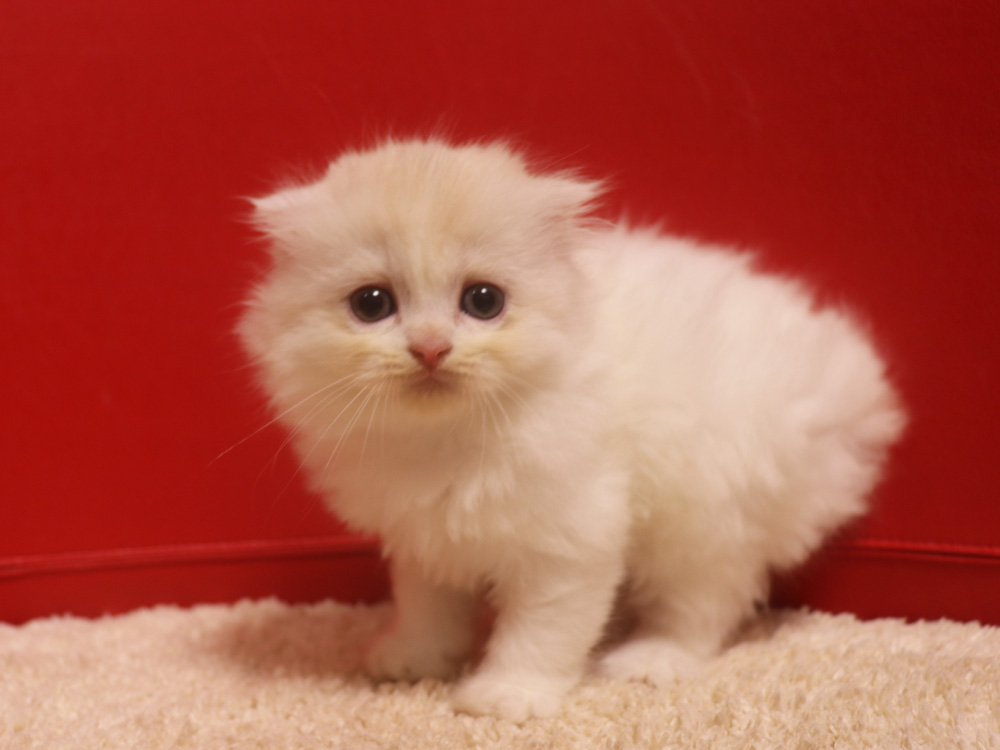 スコティッシュフォールドの子猫画像