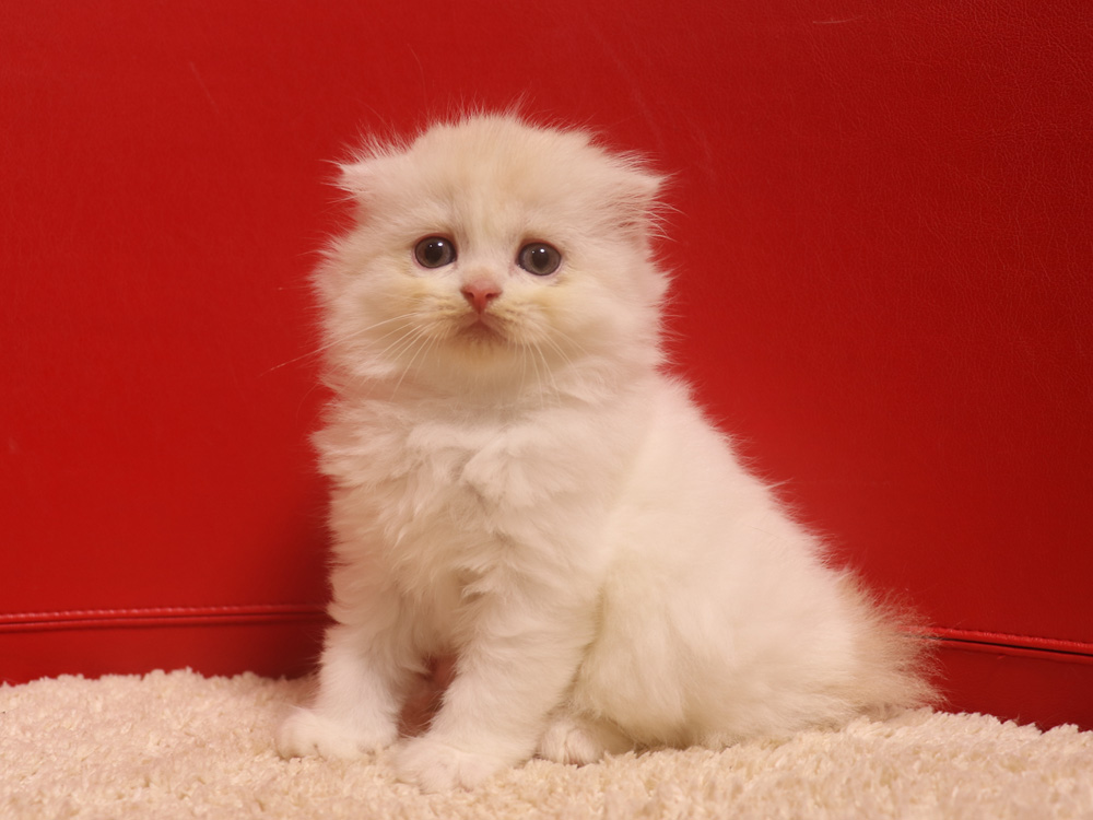 スコティッシュフォールドの子猫画像