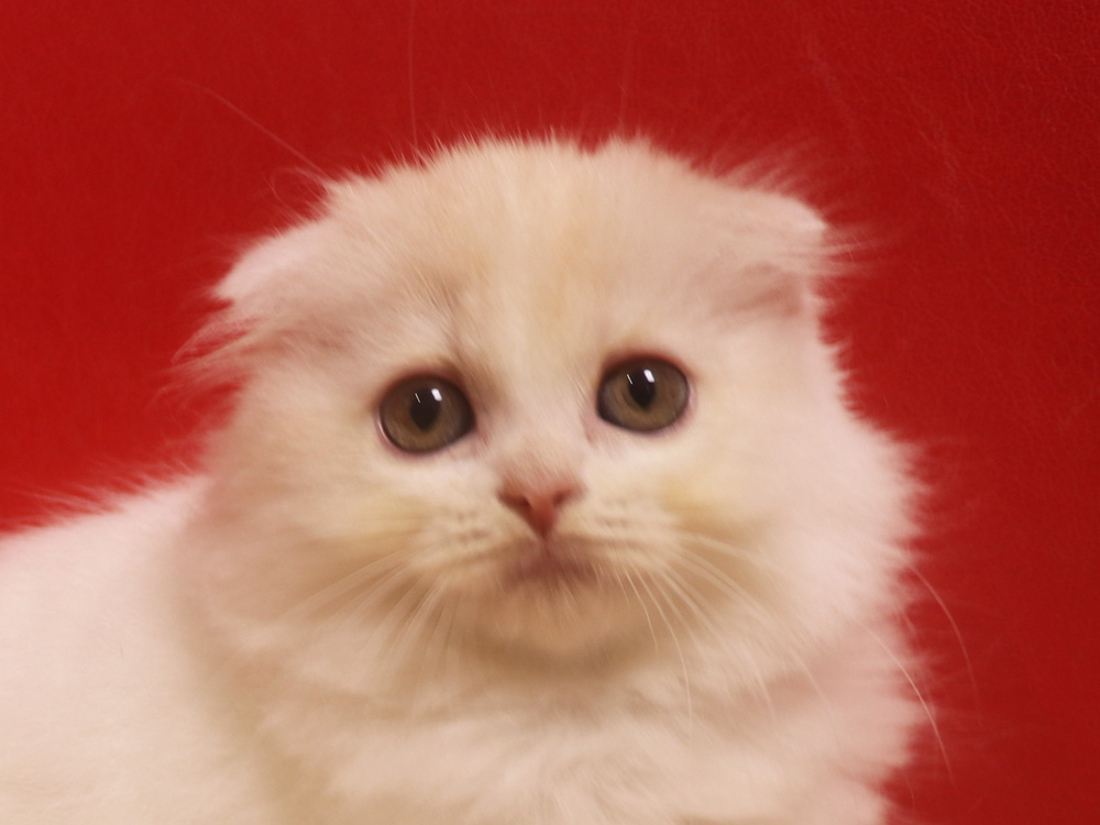 スコティッシュフォールドの子猫画像