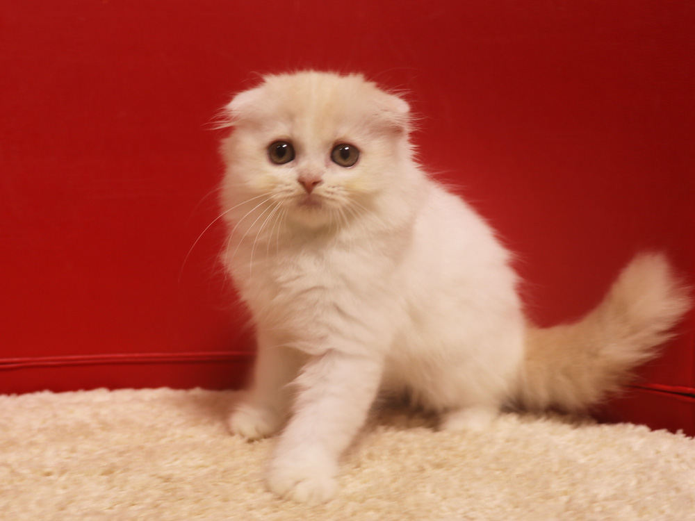 スコティッシュフォールドの子猫画像