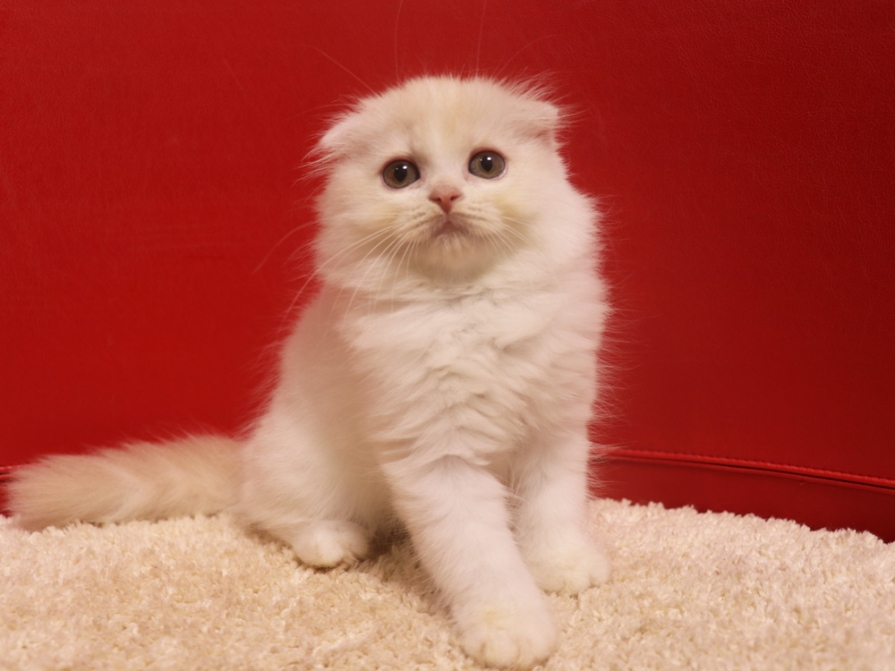 スコティッシュフォールドの子猫画像