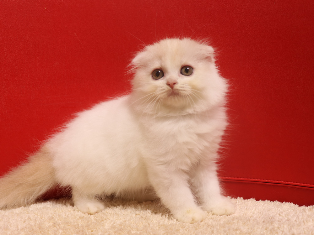 スコティッシュフォールドの子猫画像