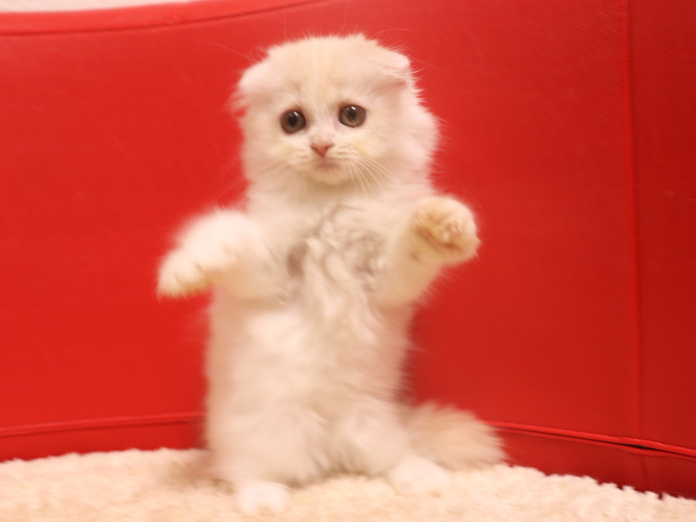 スコティッシュフォールドの子猫画像