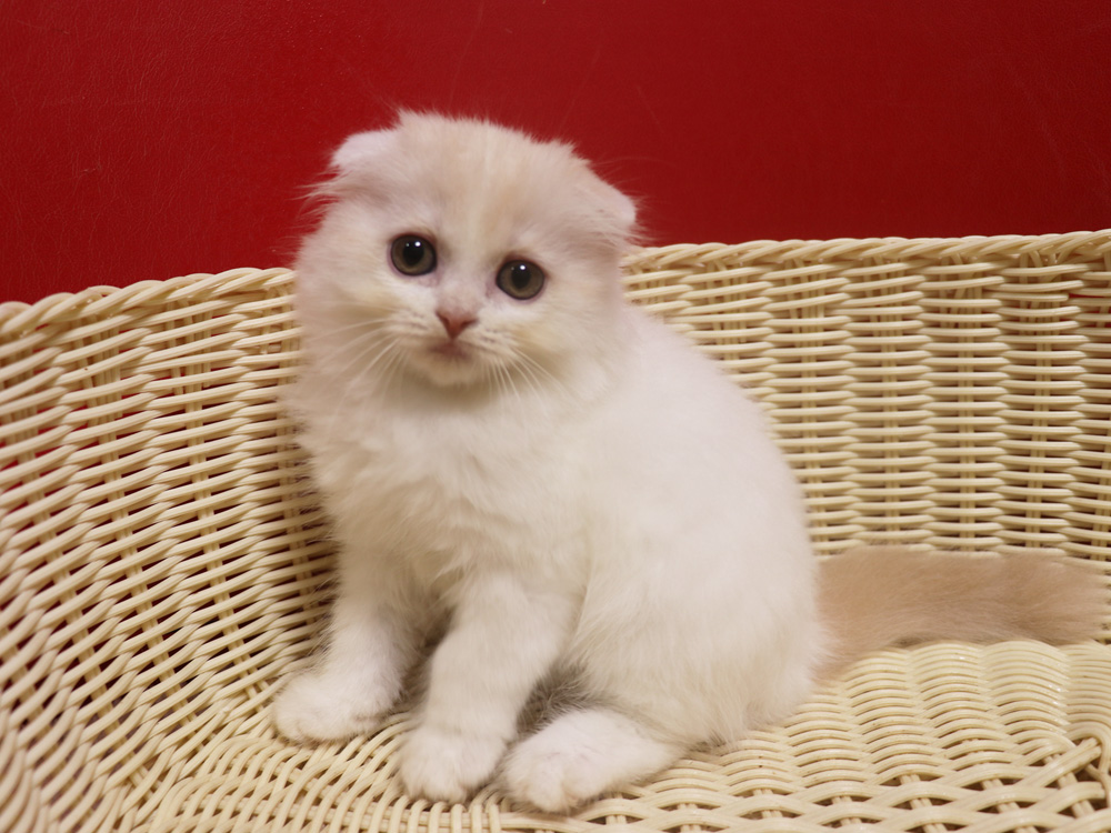 スコティッシュフォールドの子猫画像