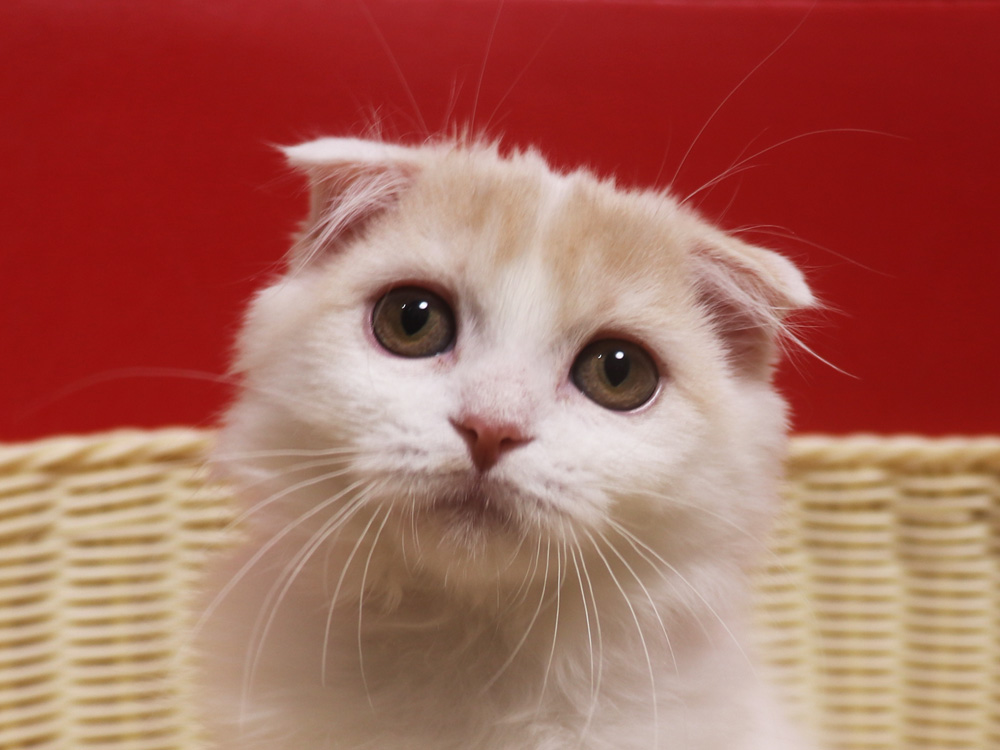 スコティッシュフォールドの子猫画像