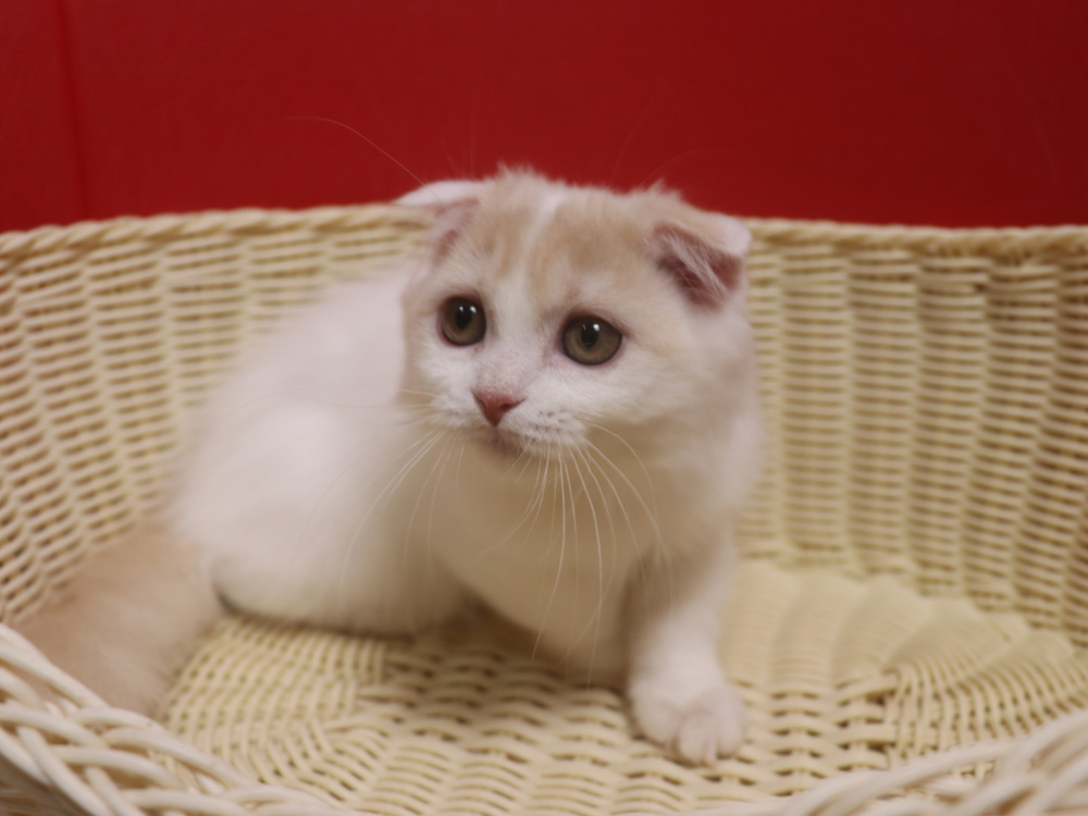 スコティッシュフォールドの子猫画像