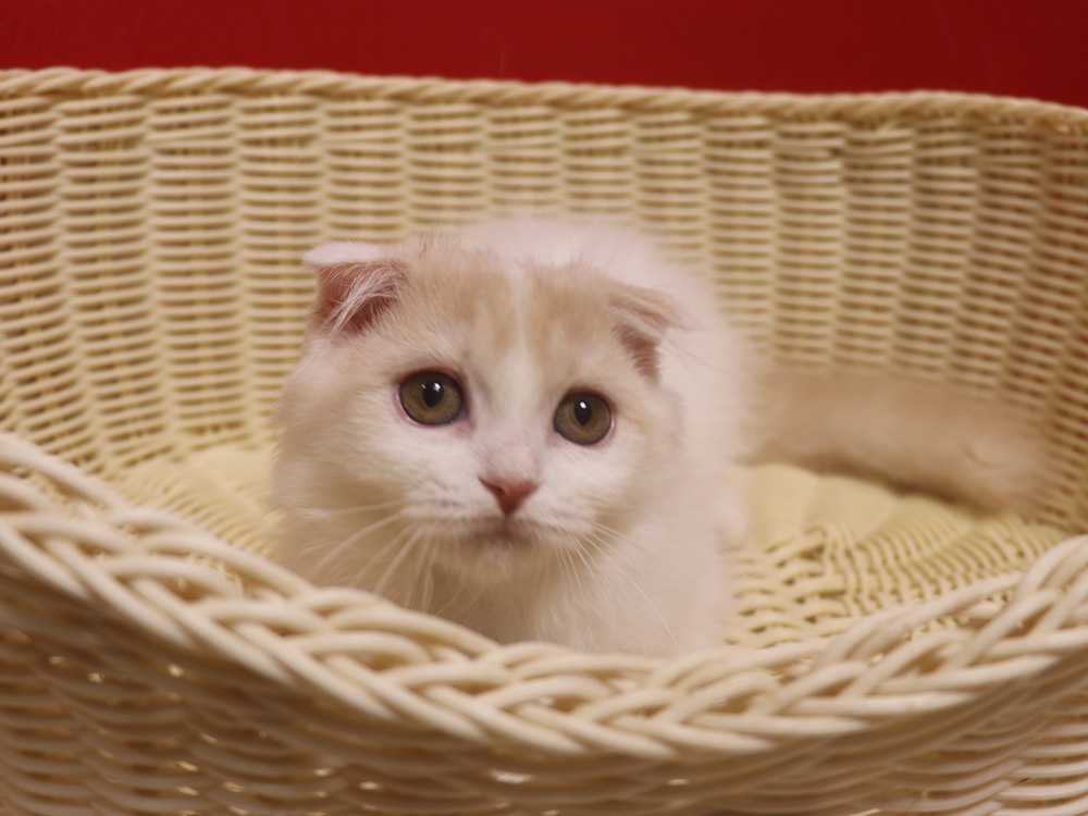 スコティッシュフォールドの子猫画像