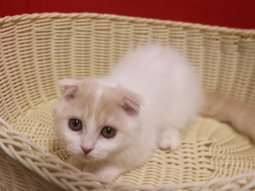 スコティッシュフォールドの子猫画像