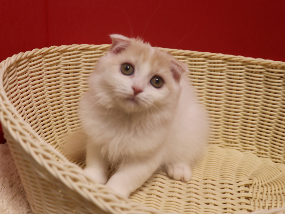 スコティッシュフォールドの子猫画像