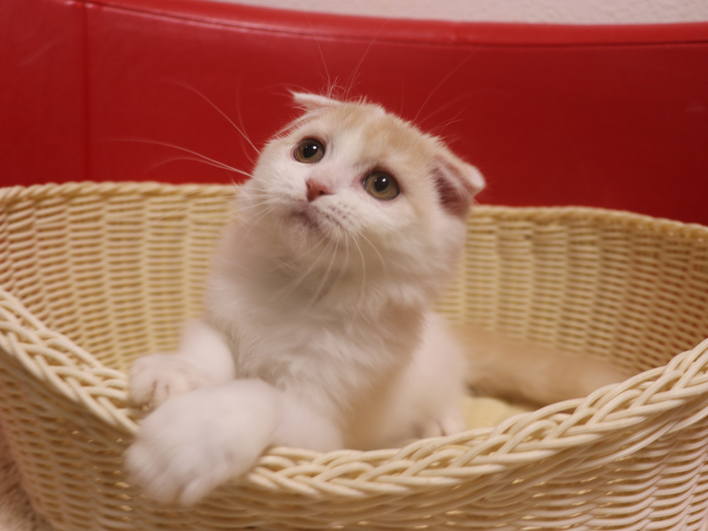 スコティッシュフォールドの子猫画像