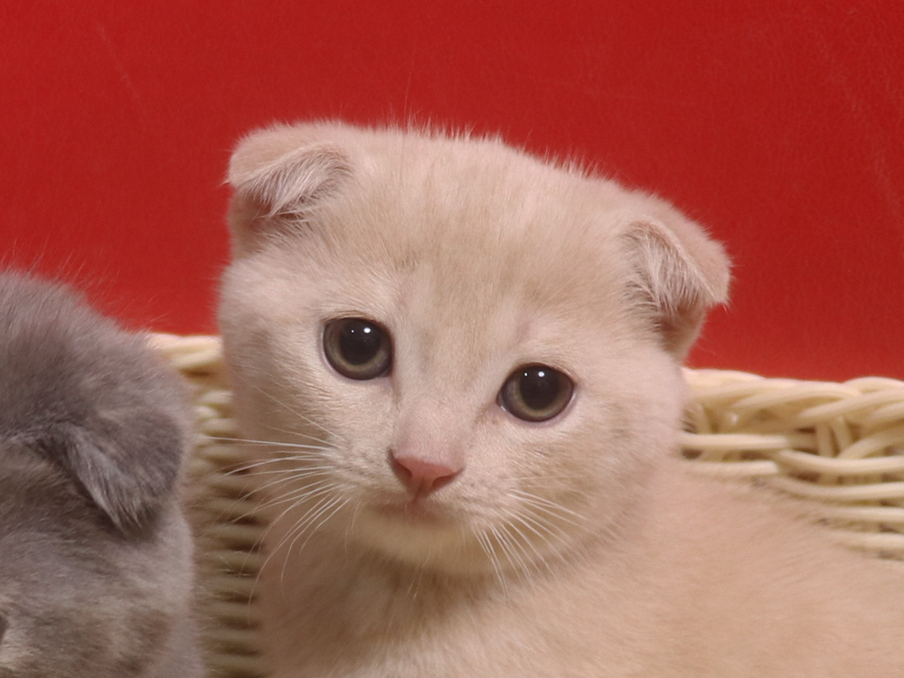 スコティッシュフォールドの子猫画像
