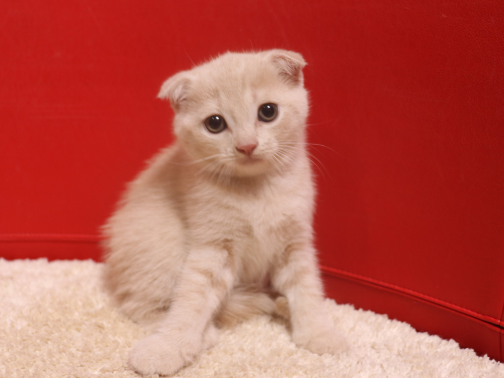 スコティッシュフォールドの子猫画像