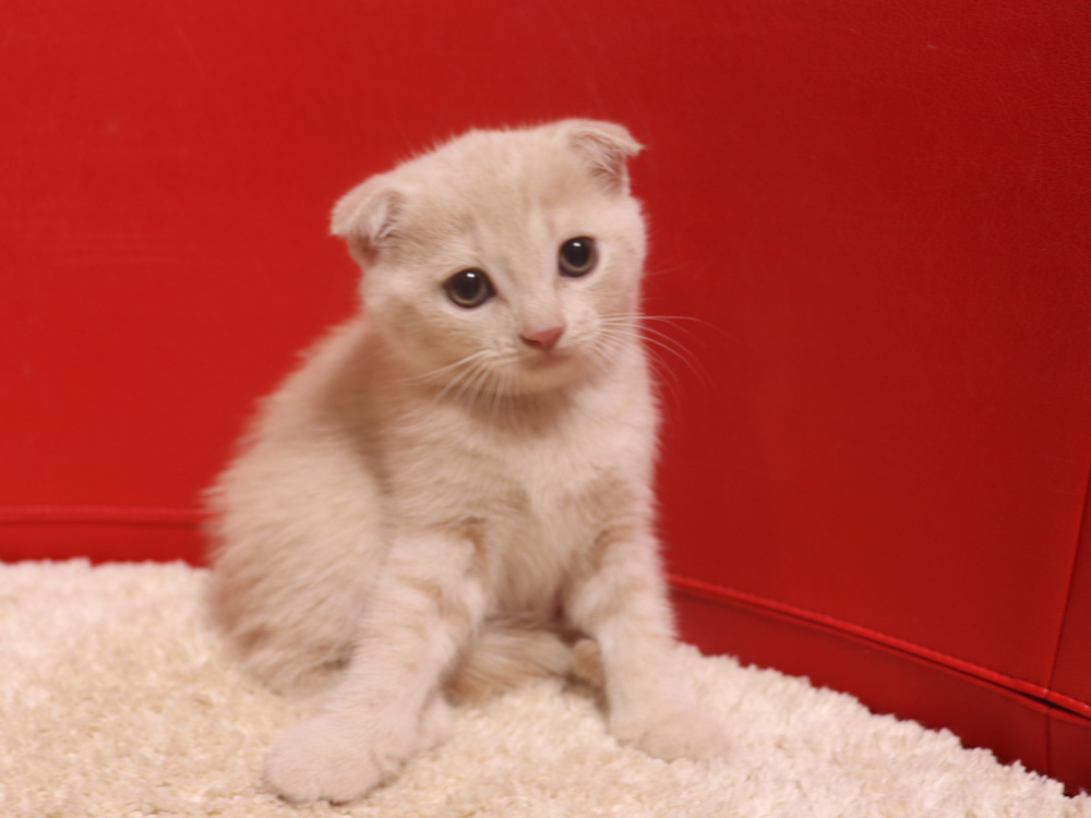 スコティッシュフォールドの子猫画像