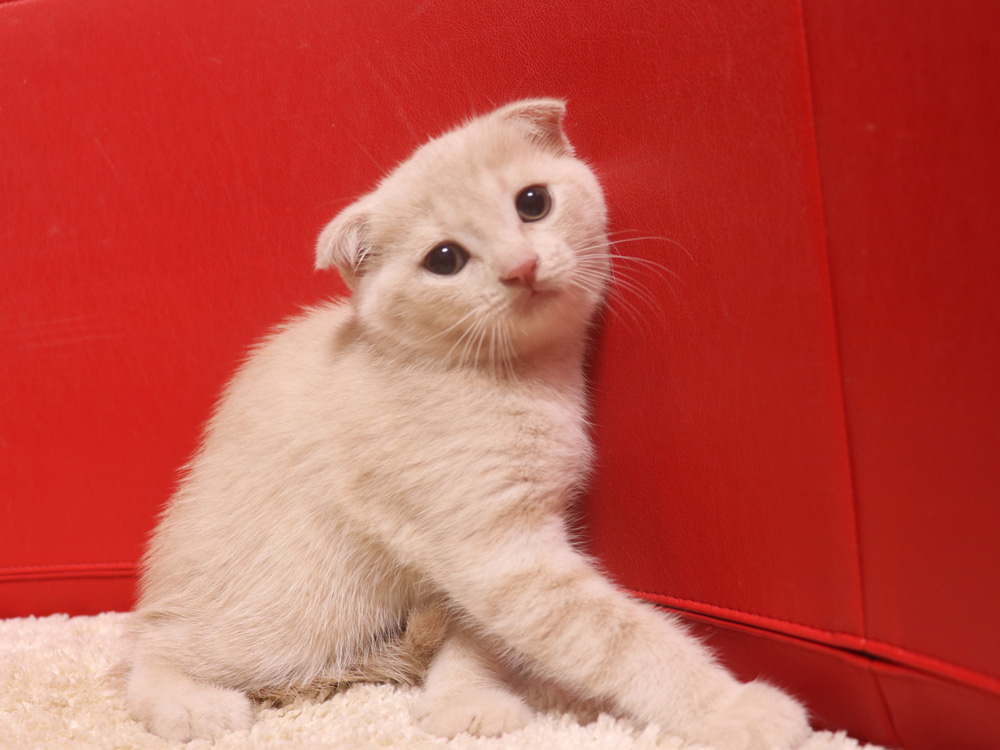 スコティッシュフォールドの子猫画像