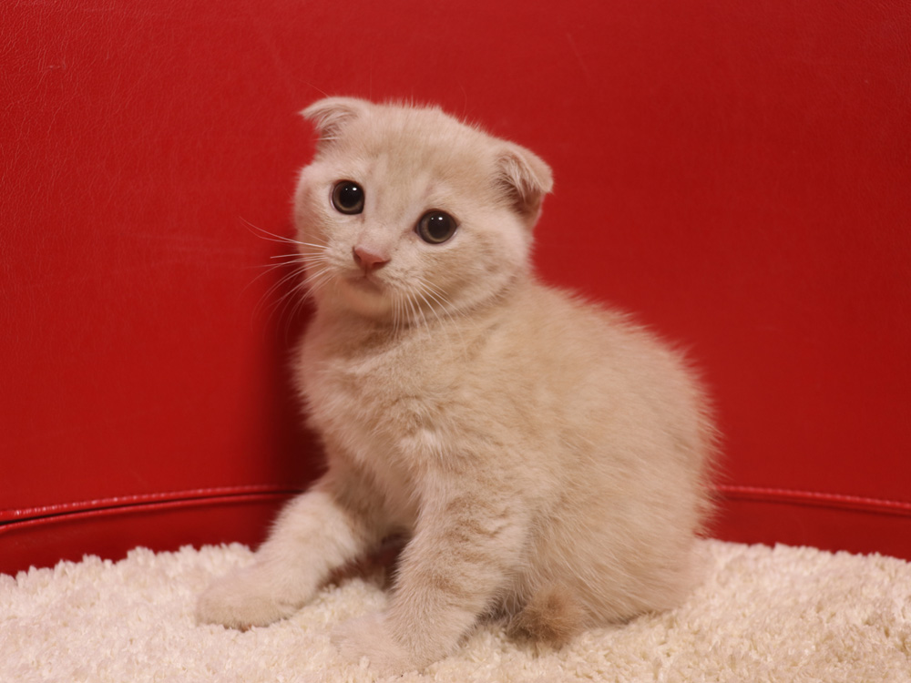 スコティッシュフォールドの子猫画像