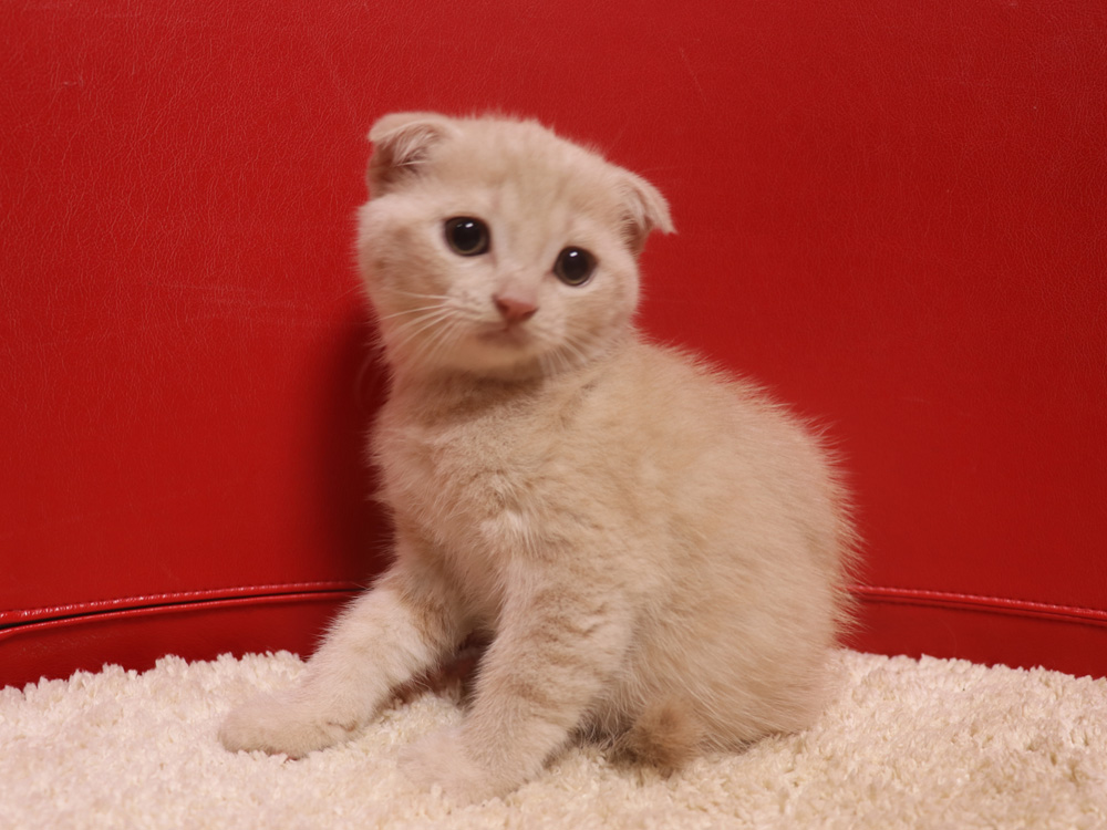 スコティッシュフォールドの子猫画像