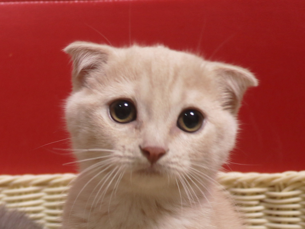 スコティッシュフォールドの子猫画像