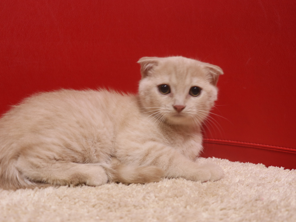 スコティッシュフォールドの子猫画像