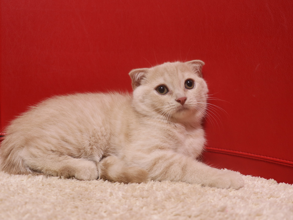 スコティッシュフォールドの子猫画像