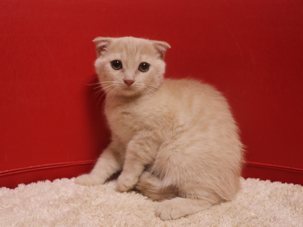 スコティッシュフォールドの子猫画像