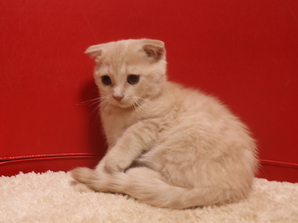 スコティッシュフォールドの子猫画像