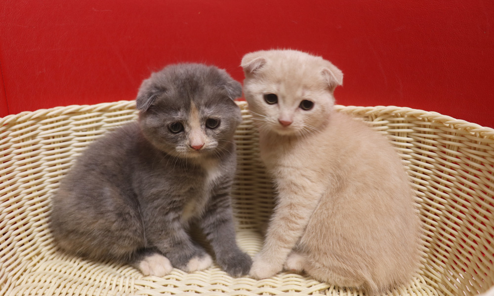 スコティッシュフォールドの子猫画像