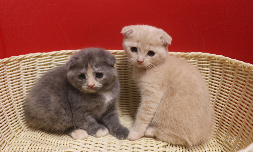 スコティッシュフォールドの子猫画像