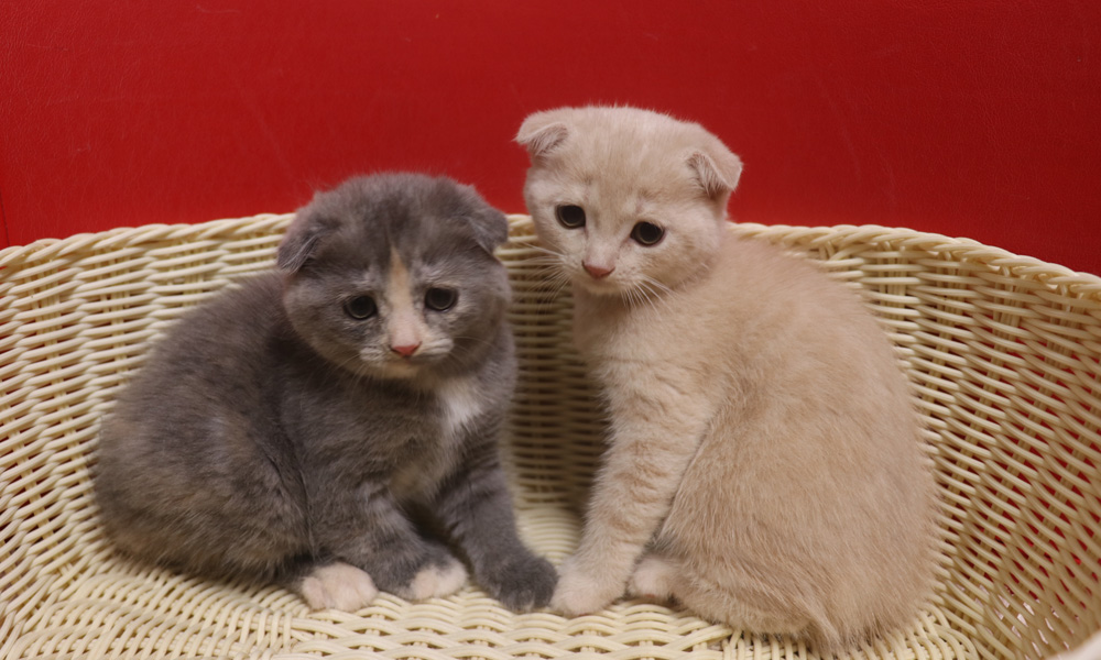 スコティッシュフォールドの子猫画像
