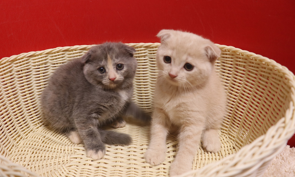 スコティッシュフォールドの子猫画像
