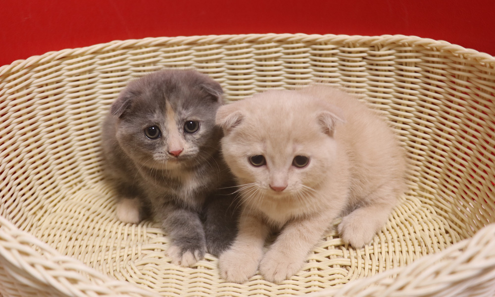 スコティッシュフォールドの子猫画像