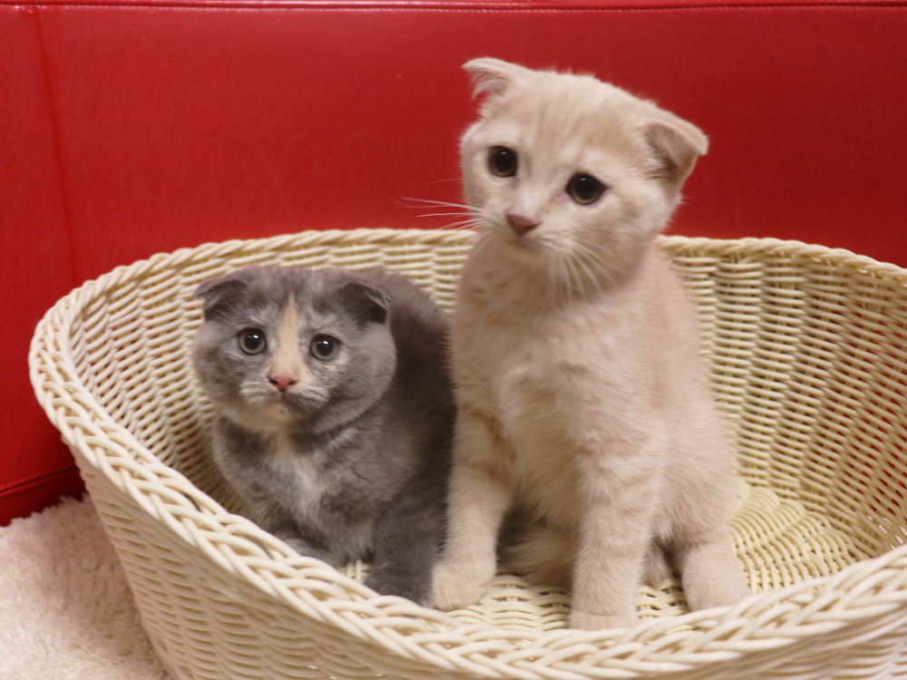 スコティッシュフォールドの子猫画像