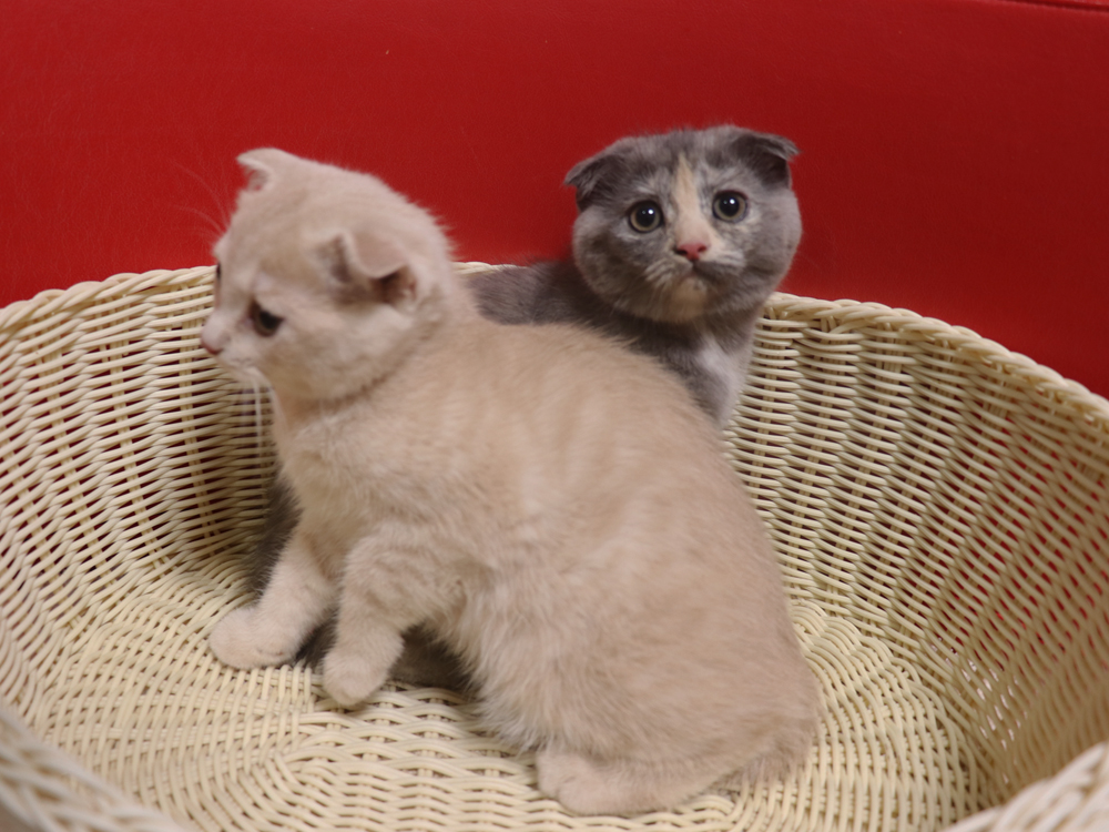 スコティッシュフォールドの子猫画像