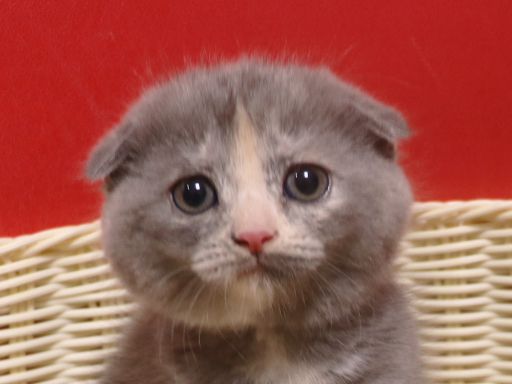 スコティッシュフォールドの子猫画像