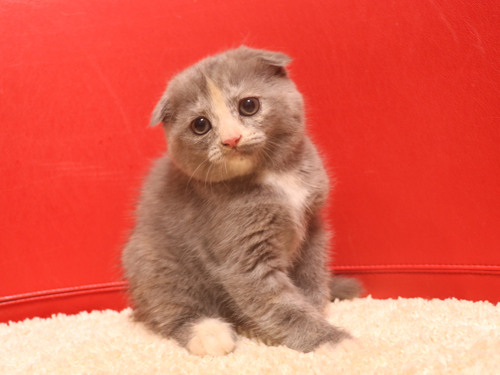 スコティッシュフォールドの子猫画像