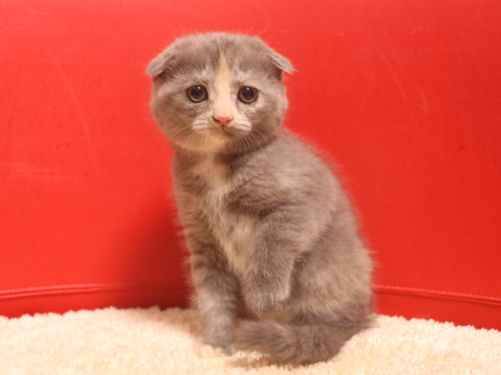 スコティッシュフォールドの子猫画像