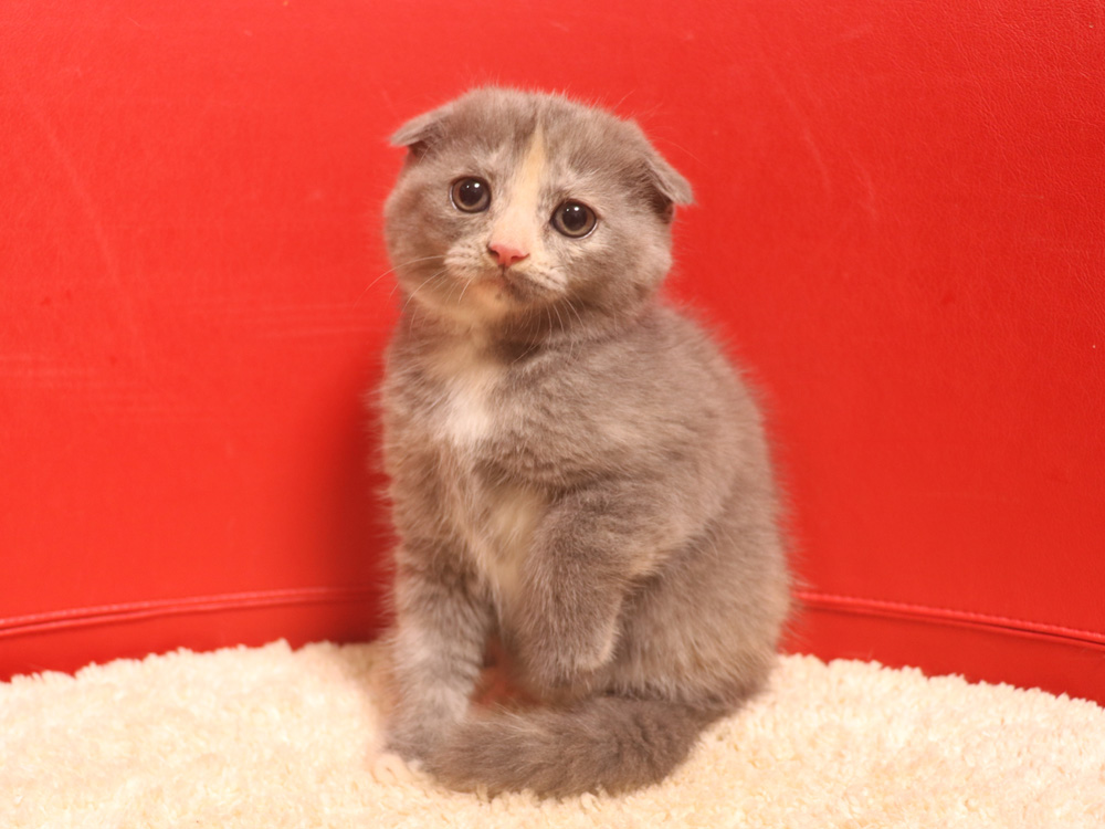 スコティッシュフォールドの子猫画像