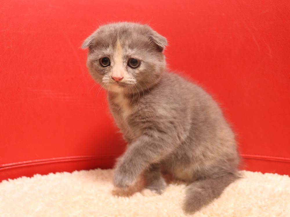 スコティッシュフォールドの子猫画像