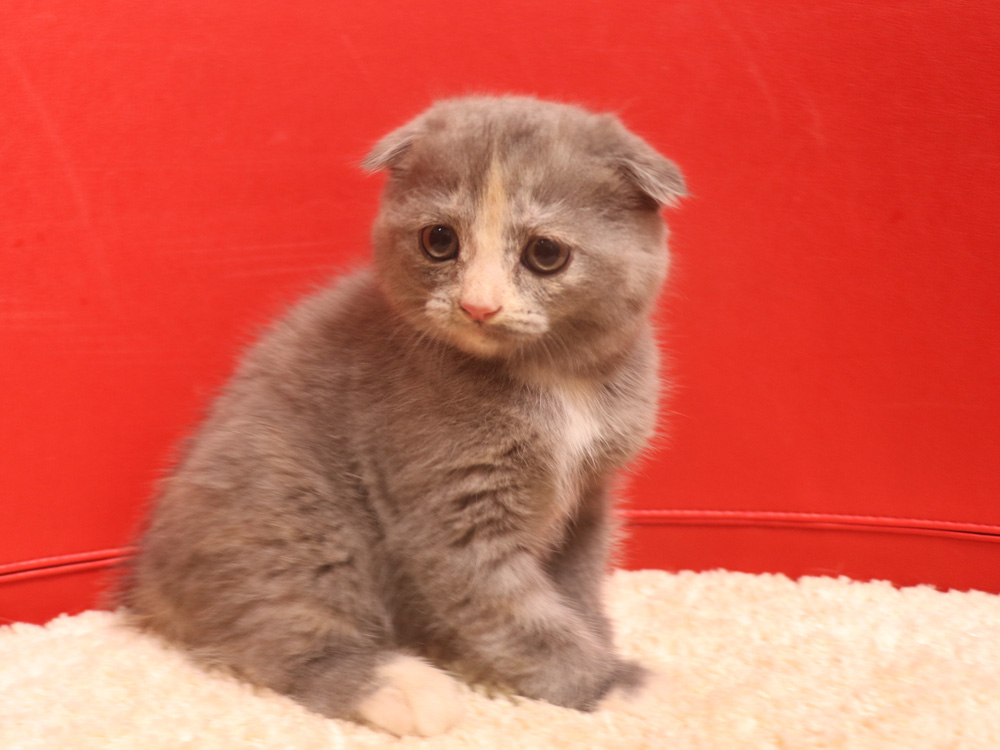 スコティッシュフォールドの子猫画像