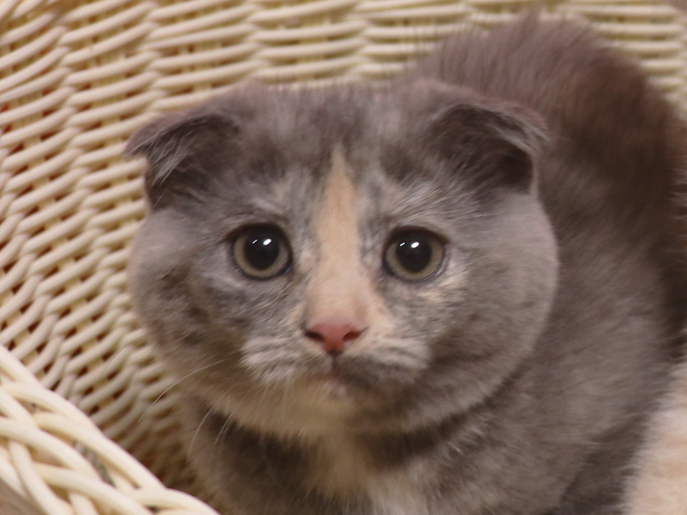 スコティッシュフォールドの子猫画像