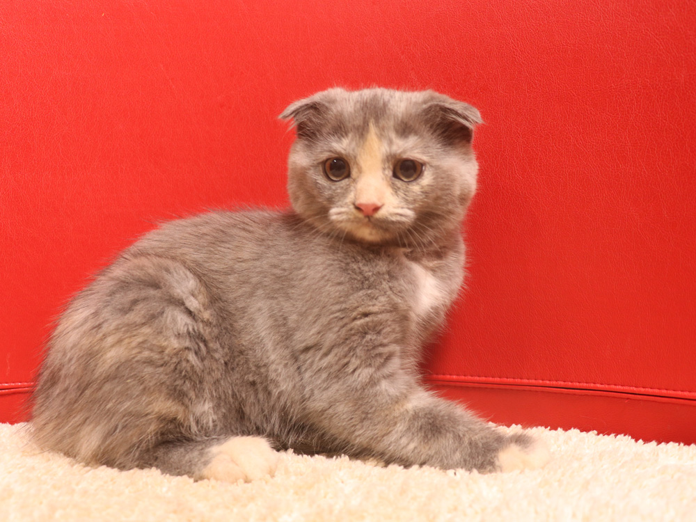 スコティッシュフォールドの子猫画像