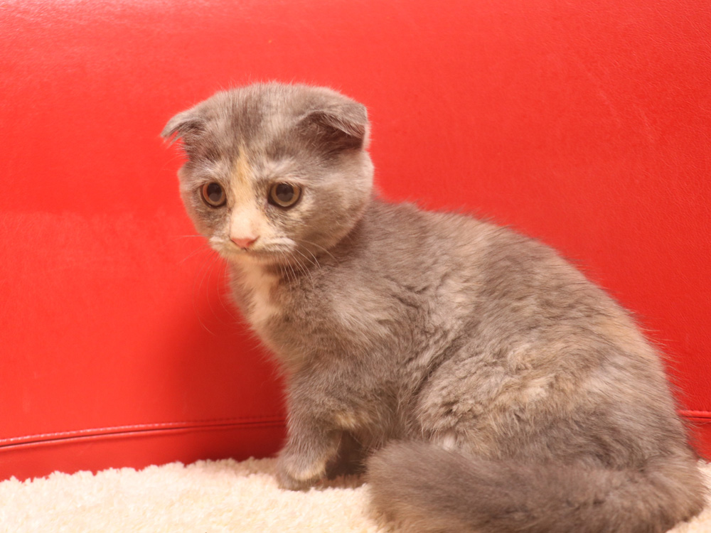 スコティッシュフォールドの子猫画像