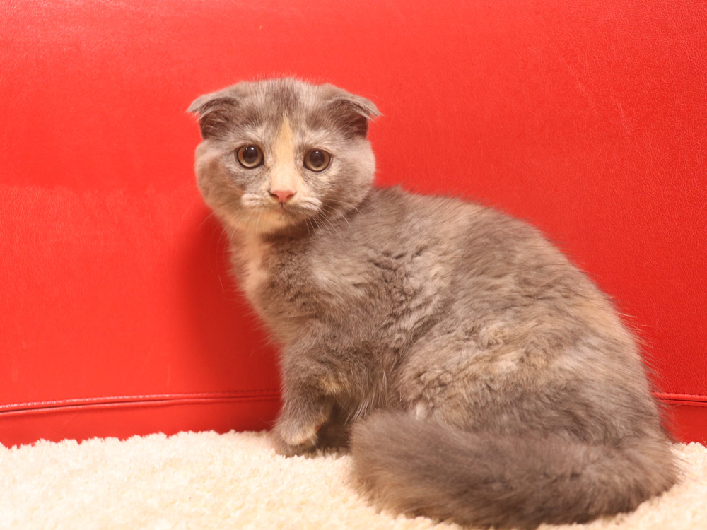 スコティッシュフォールドの子猫画像