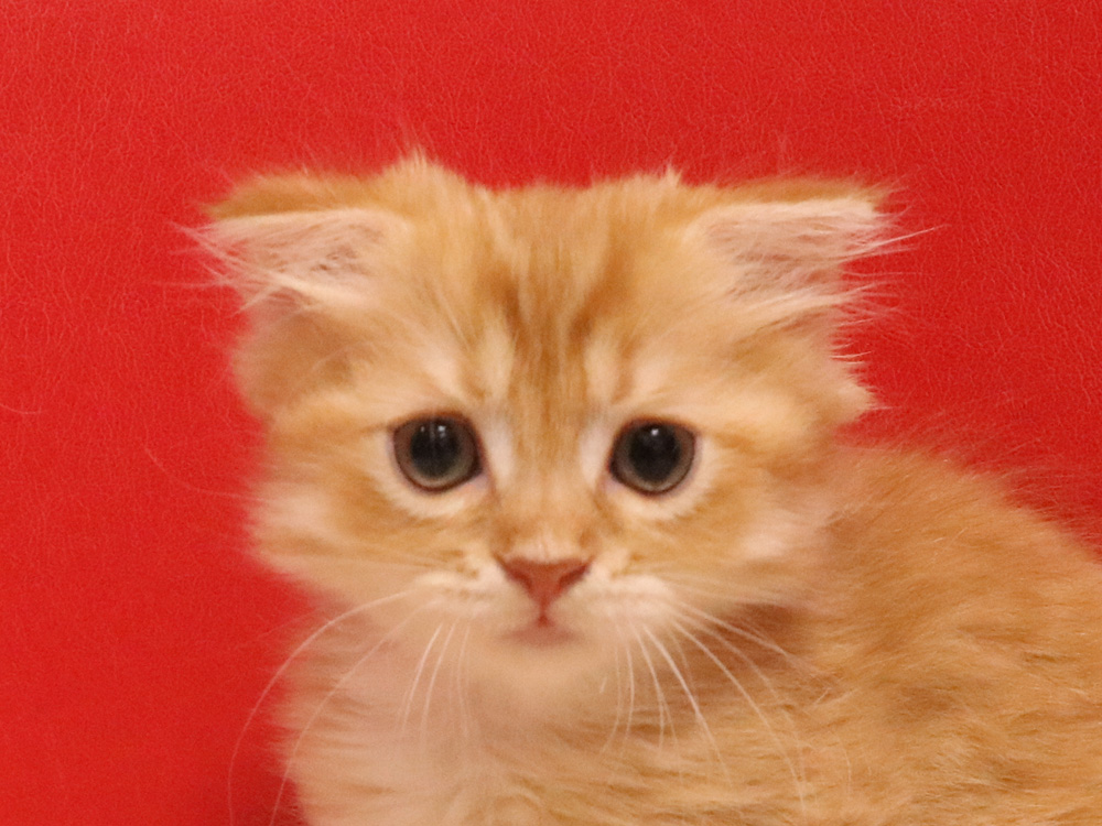 スコティッシュフォールドの子猫画像