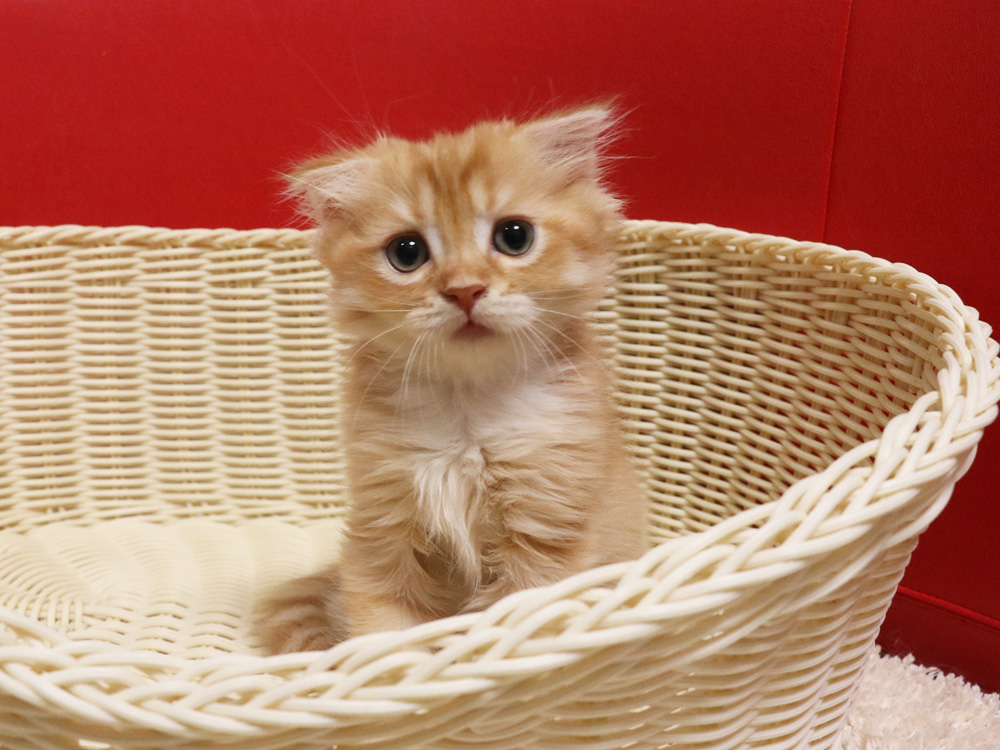 スコティッシュフォールドの子猫画像