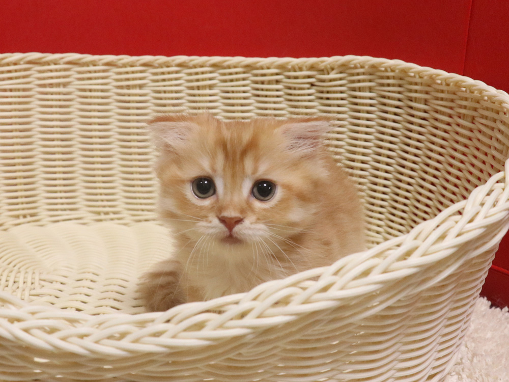 スコティッシュフォールドの子猫画像