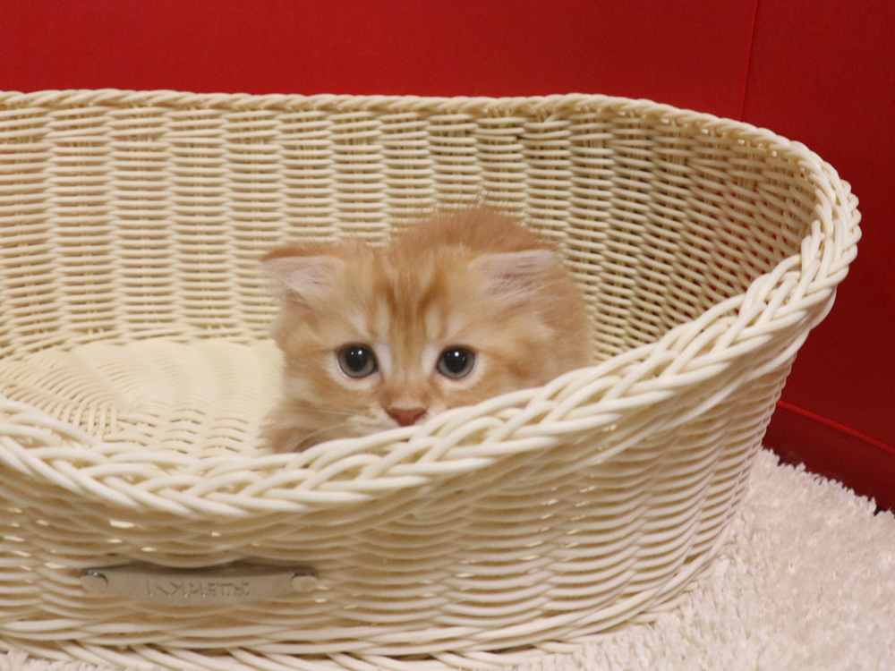 スコティッシュフォールドの子猫画像